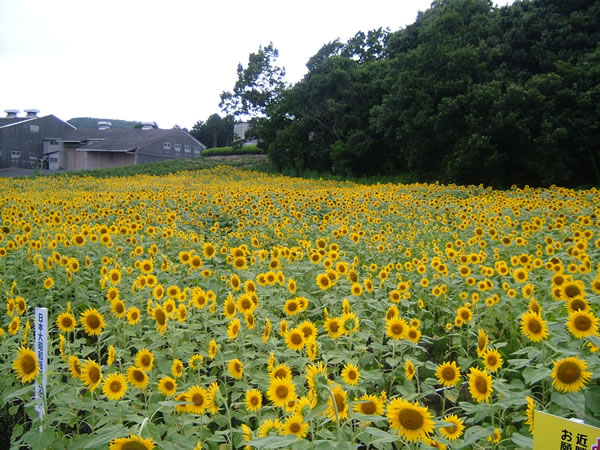 写真＝ひまわり栽培